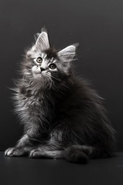 Royce, Black Silver Ticked Tabby Maine Coon, photo 3