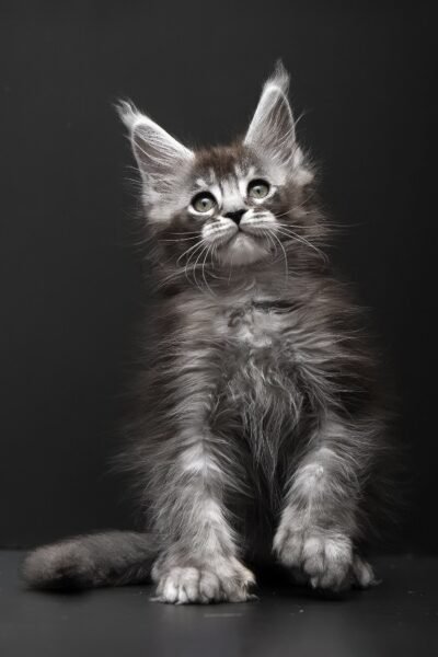 Rudy, Black Silver Ticked Tabby Maine Coon, photo 4