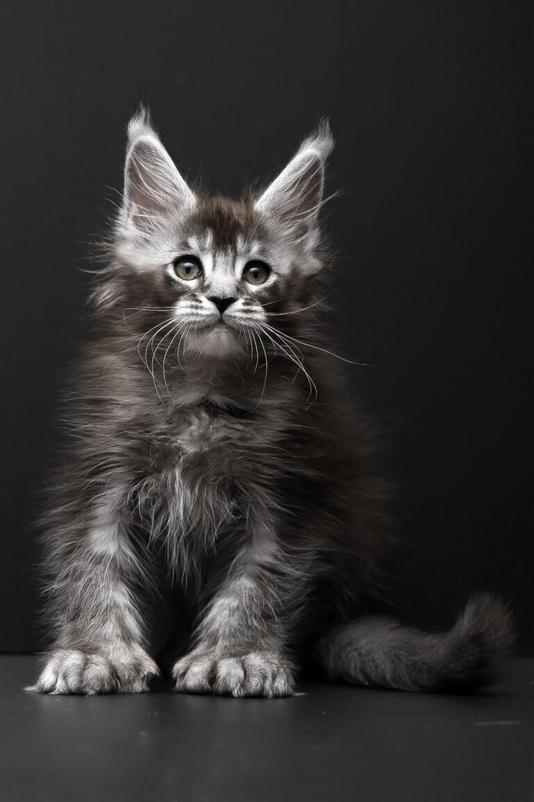 Rudy, Black Silver Ticked Tabby, Maine Coon