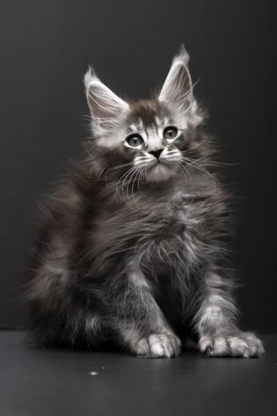 Rudy, Black Silver Ticked Tabby Maine Coon, photo 5
