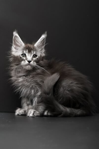 Rudy, Black Silver Ticked Tabby Maine Coon, photo 7