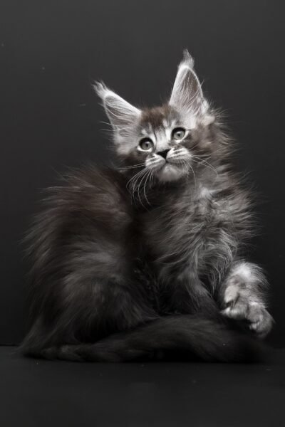 Rudy, Black Silver Ticked Tabby Maine Coon, photo 3