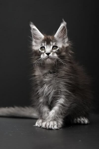 Rudy, Black Silver Ticked Tabby Maine Coon, photo 2