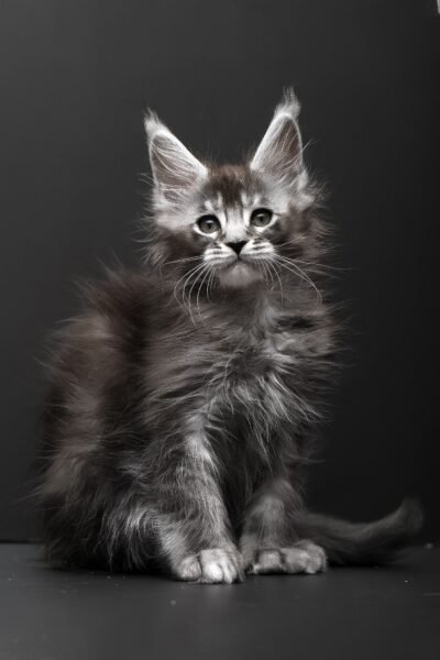 Rudy, Black Silver Ticked Tabby Maine Coon, photo 6