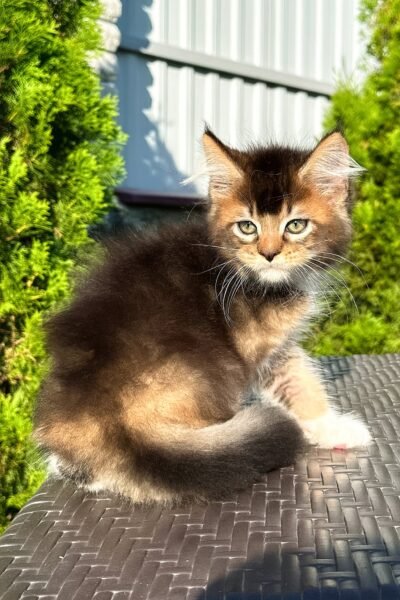 Samson, Black Golden Ticked Tabby Maine Coon, photo 3