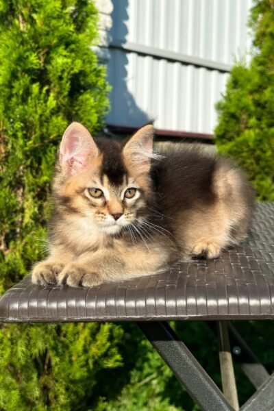 Samson, Black Golden Ticked Tabby Maine Coon, photo 8