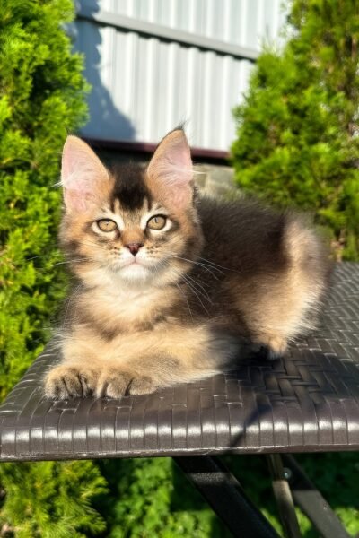 Samson, Black Golden Ticked Tabby Maine Coon, photo 4