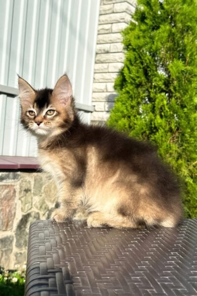 Samson, Black Golden Ticked Tabby Maine Coon, photo 7