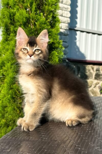 Samson, Black Golden Ticked Tabby Maine Coon, photo 9