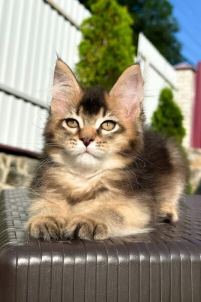 Samson, Black Golden Ticked Tabby Maine Coon, photo 2