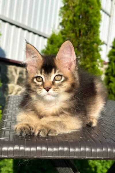 Samson, Black Golden Ticked Tabby Maine Coon, photo 6