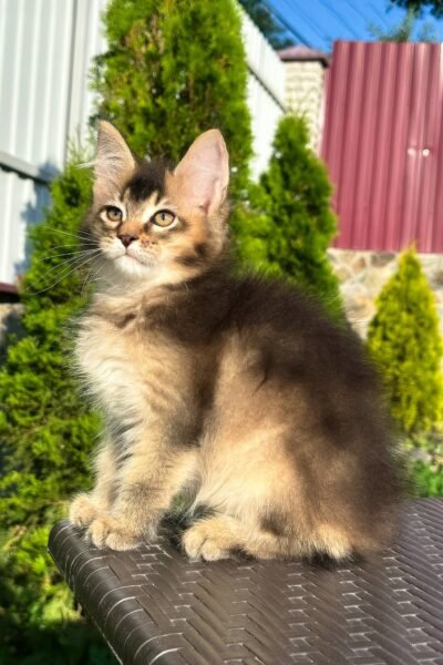 Samson, Black Golden Ticked Tabby Maine Coon, photo 5