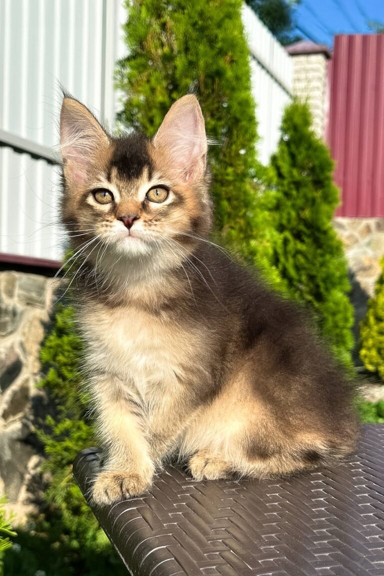 Samson, Black Golden Ticked Tabby, Maine Coon