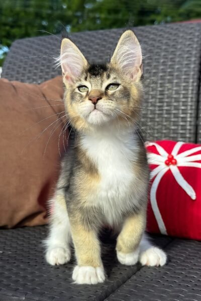 Saul, Black Golden Ticked Tabby With White Maine Coon, photo 5