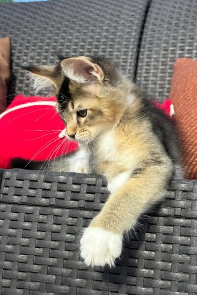 Saul, Black Golden Ticked Tabby With White Maine Coon, photo 10