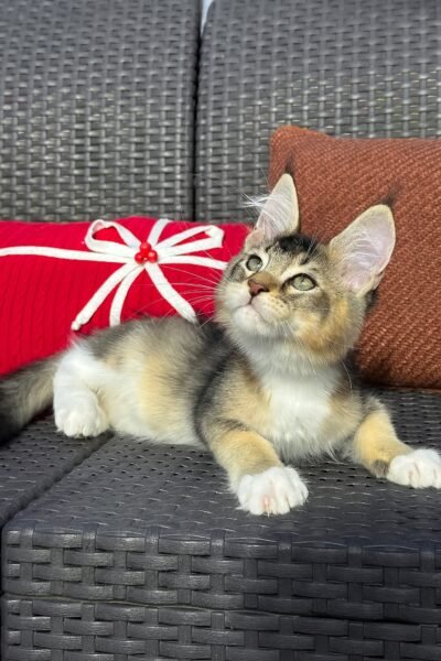 Saul, Black Golden Ticked Tabby With White Maine Coon, photo 8