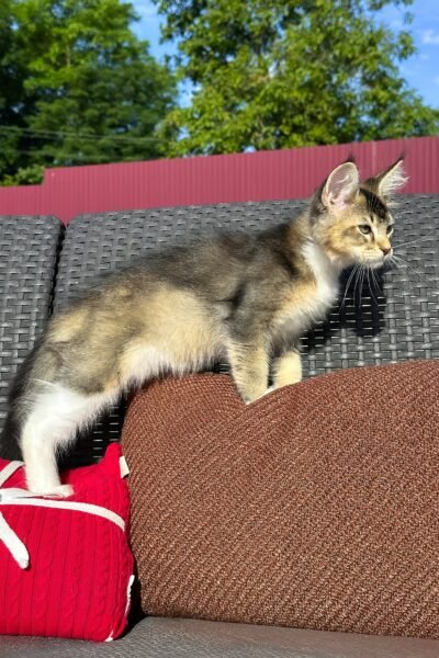 Saul, Black Golden Ticked Tabby With White Maine Coon, photo 9