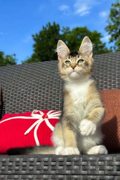 Saul, Black Golden Ticked Tabby With White Maine Coon, photo 2