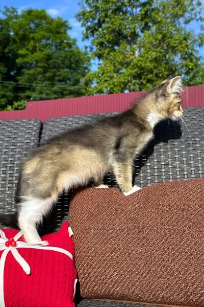 Saul, Black Golden Ticked Tabby With White Maine Coon, photo 7