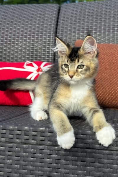 Saul, Black Golden Ticked Tabby With White Maine Coon, photo 4