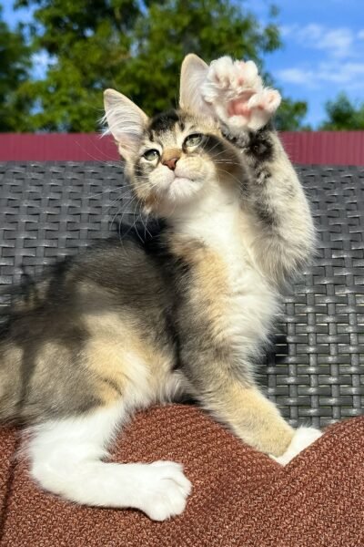 Saul, Black Golden Ticked Tabby With White Maine Coon, photo 3