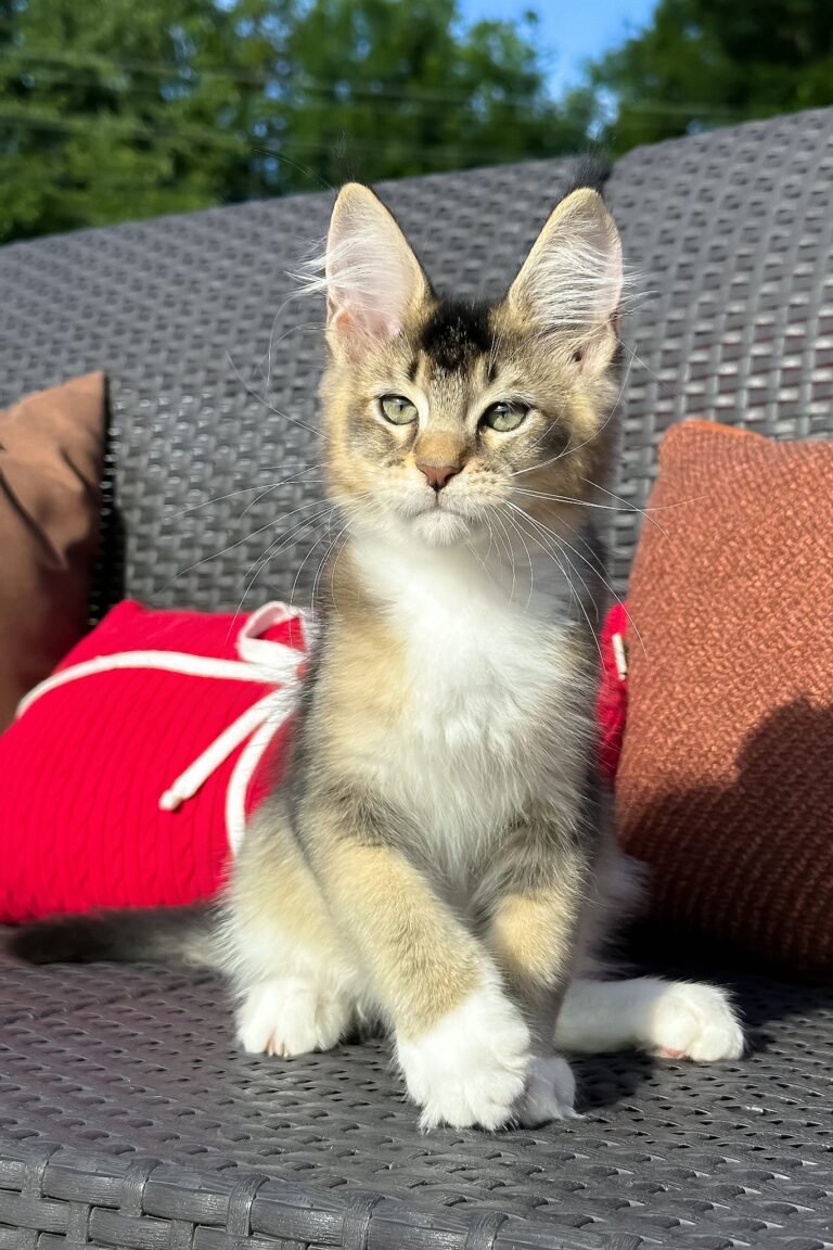 Saul, Black Golden Ticked Tabby with White, Maine Coon