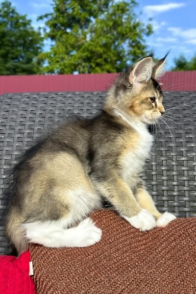 Saul, Black Golden Ticked Tabby With White Maine Coon, photo 6