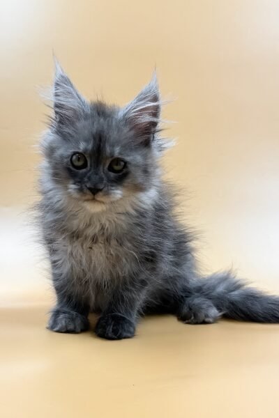Sawyer, Black Smoke Maine Coon, photo 7