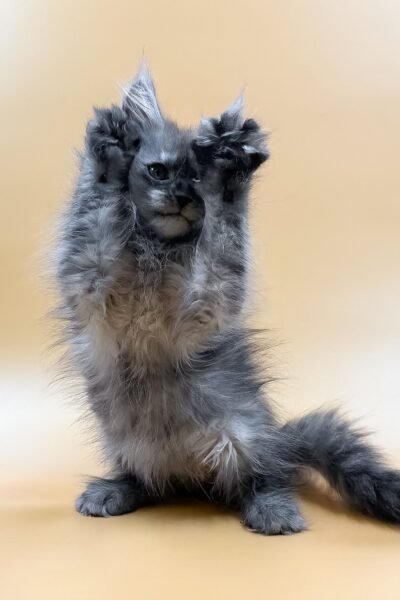 Sawyer, Black Smoke Maine Coon, photo 5