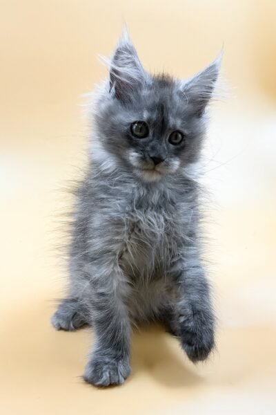 Sawyer, Black Smoke Maine Coon, photo 6