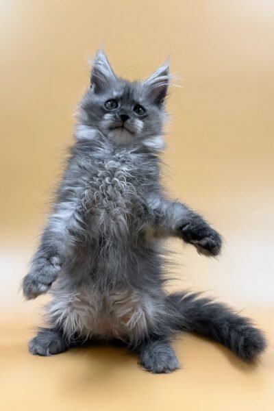 Sawyer, Black Smoke Maine Coon, photo 4