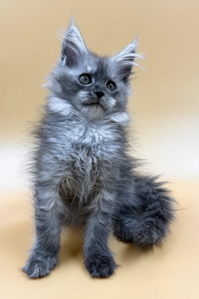 Sawyer, Black Smoke Maine Coon, photo 2