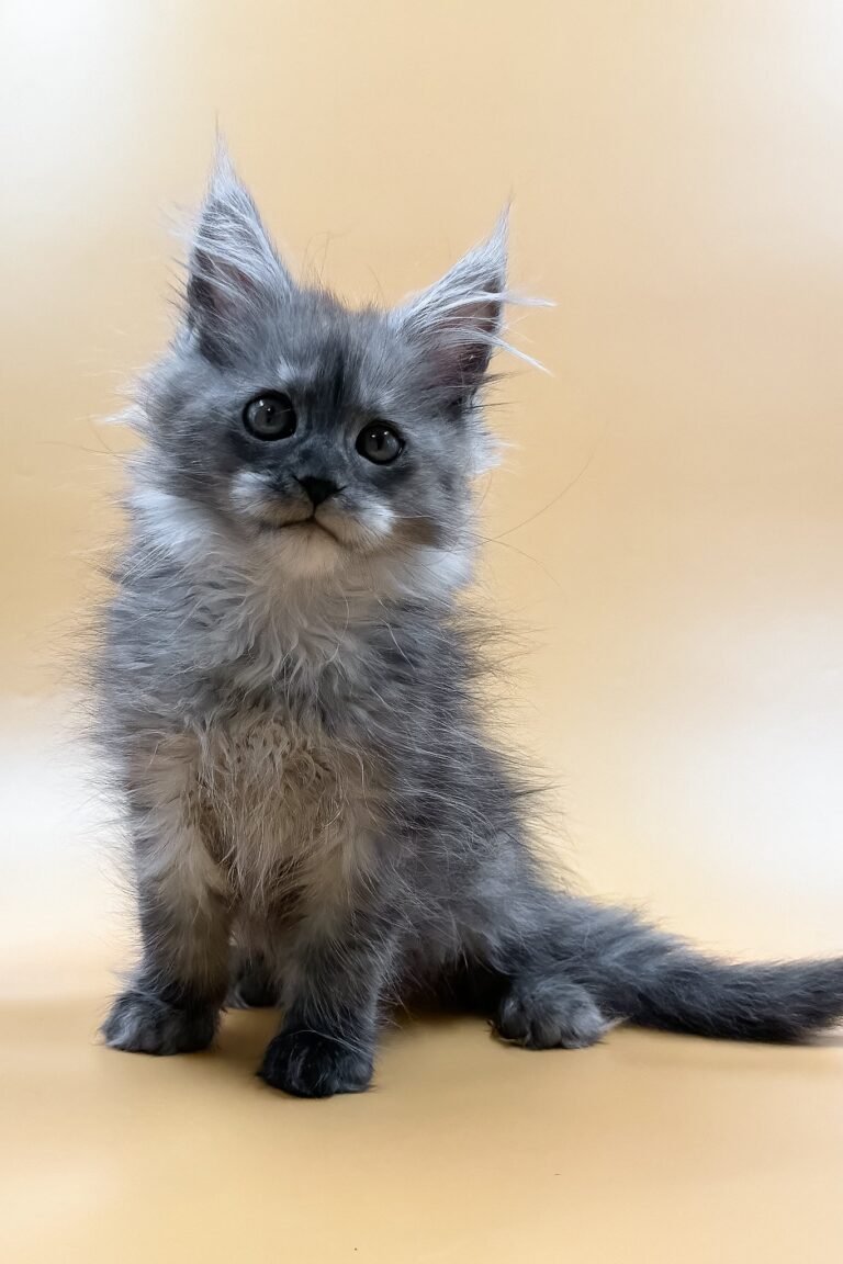 Sawyer, Black Smoke, Maine Coon