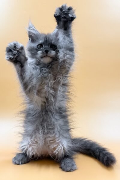 Sawyer, Black Smoke Maine Coon, photo 8