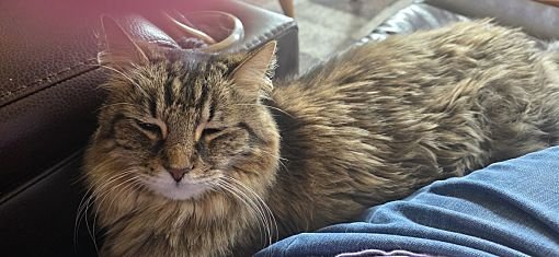 Smoky, Brown Or Chocolate, Maine Coon